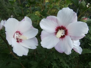 Hibiscus Syriacus