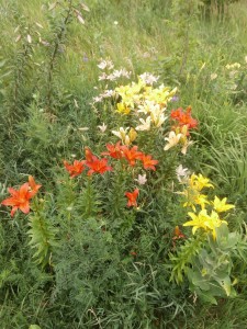 lily flowers