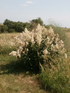 giant fleeceflower