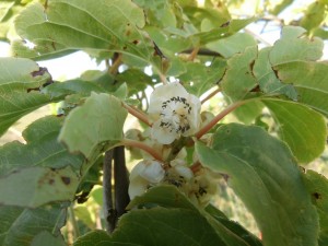 hardy kiwi