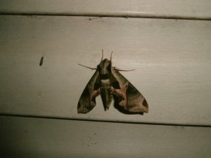 big moths