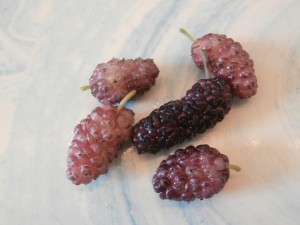 mulberry fruit