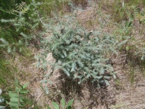 larch needles