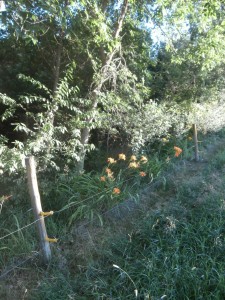 daylilies