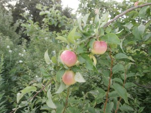 pristine apples