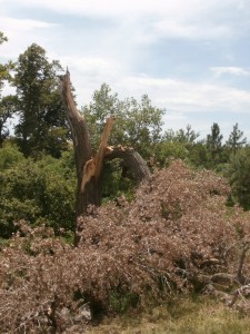 cottonwood damage