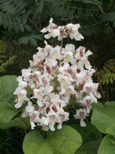 catalpa flowers