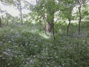 Virginia-Waterleaf-Blooming