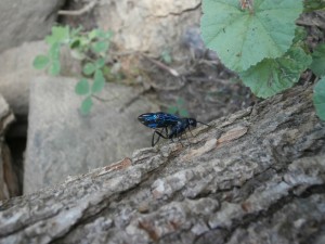 wood wasp