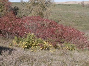 sumacs