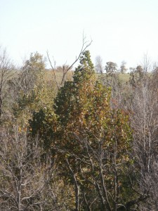 american sycamore