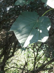 paulownia leaves