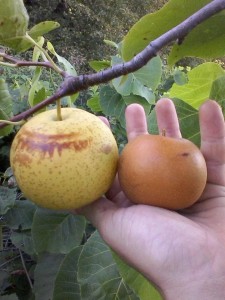 Asian-Pear-Year