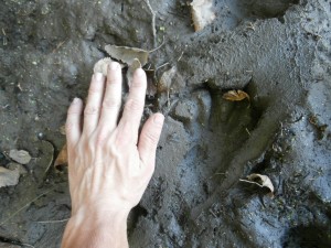 beaver tracks