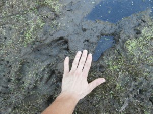 beaver foot print