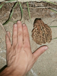 large toad