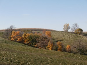 bitternut hickories