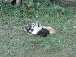 calico cat