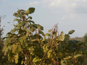 bean tree