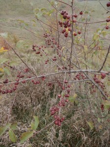 crabapple