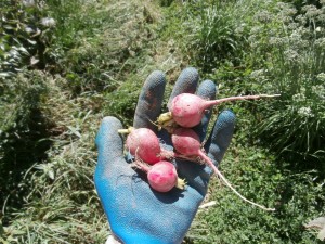 fall radish