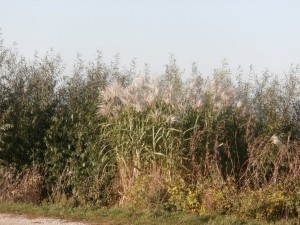 iowa miscanthus