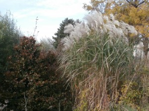 giant miscanthus