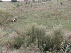 goat pasture