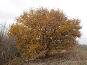 white mulberry