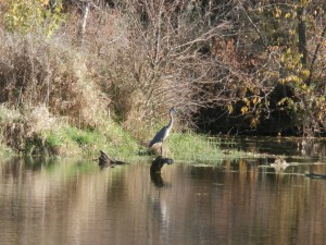 blue heron