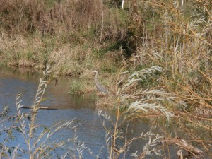 blue heron