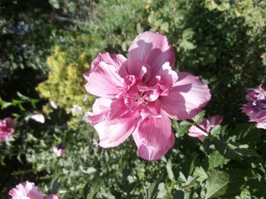 rose of sharon