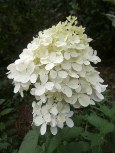 hydrangea