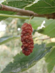 mulberry fruit