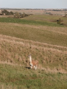 llama