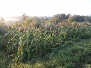 sweet corn