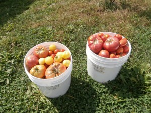 tomato harvest