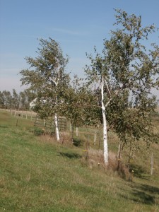 birch bark