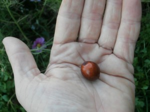 jujube fruit