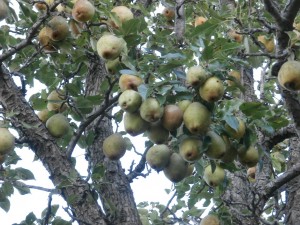 pear fruit