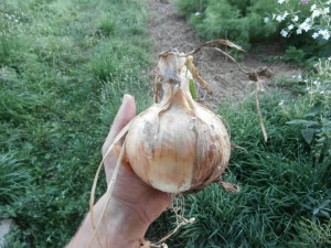 walla onion