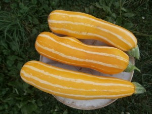 summer squash