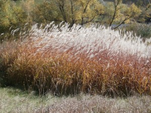 miscanthus