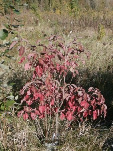 dogwoods