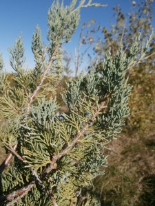 cedar tree