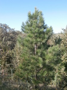 pitlolly pine