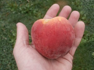 Redhaven Peach