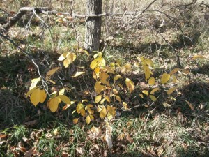 spicebush