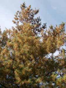 white pine