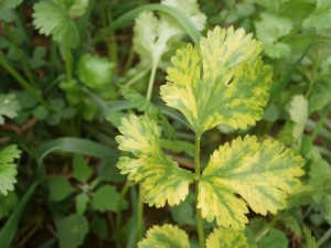 cilantro